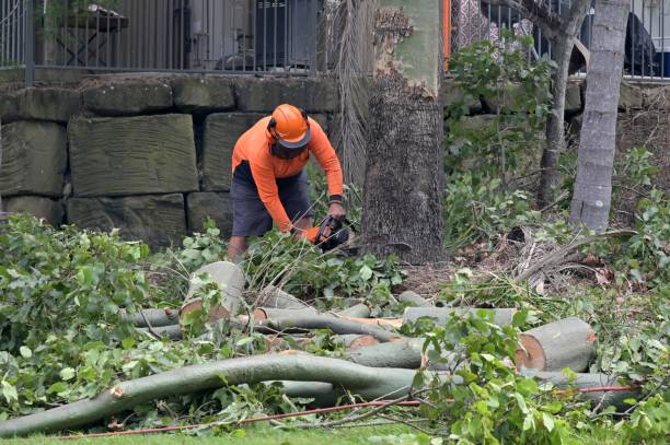 Professional Tree Care  in Livingston, TX